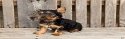 Yorkshire Terrier dogs for sale: Morris - Ad 4