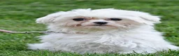 Maltese dogs for sale: Zebrina - Ad 9