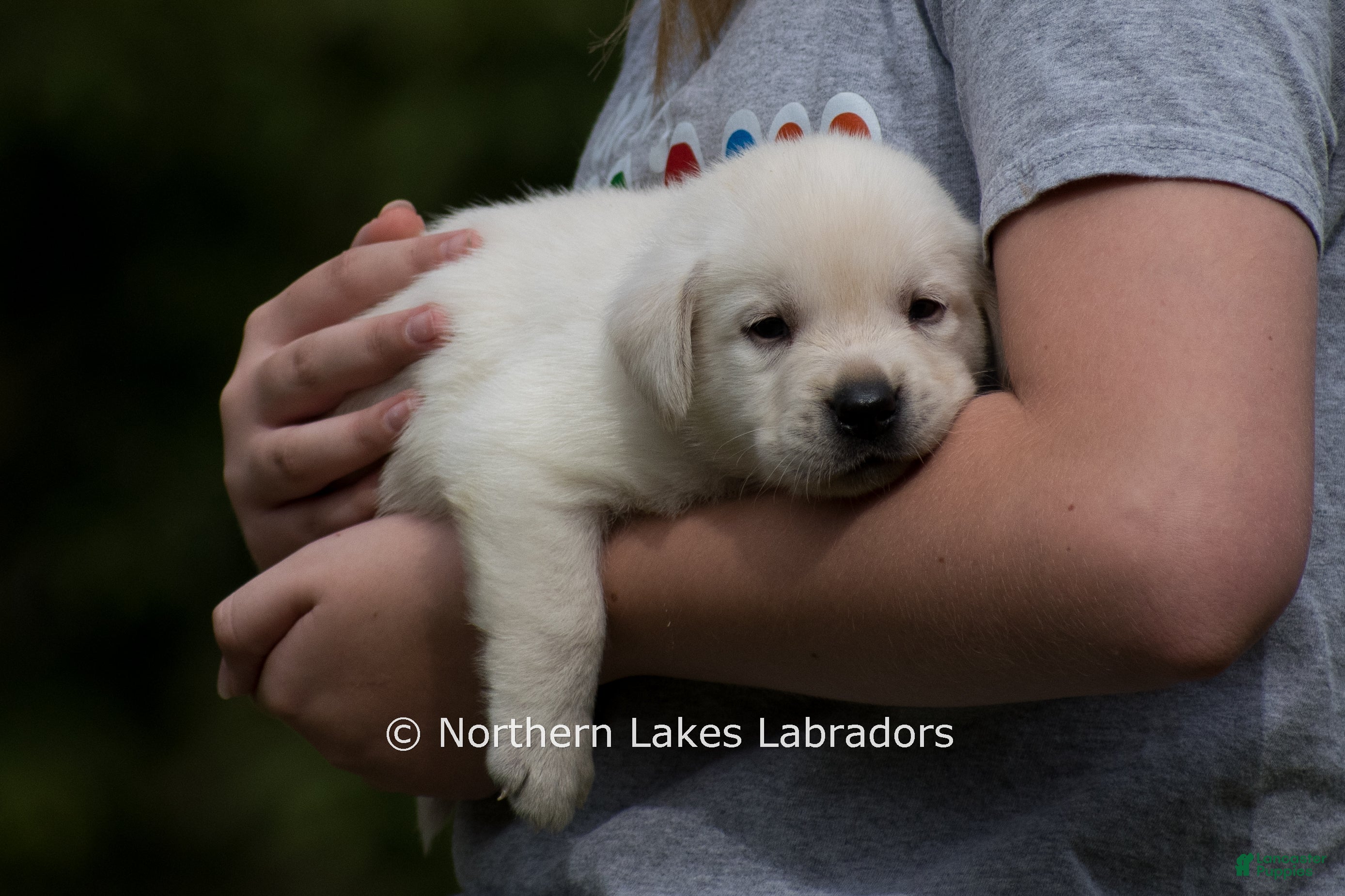 Labrador Retriever dogs Mateo - Ad 10