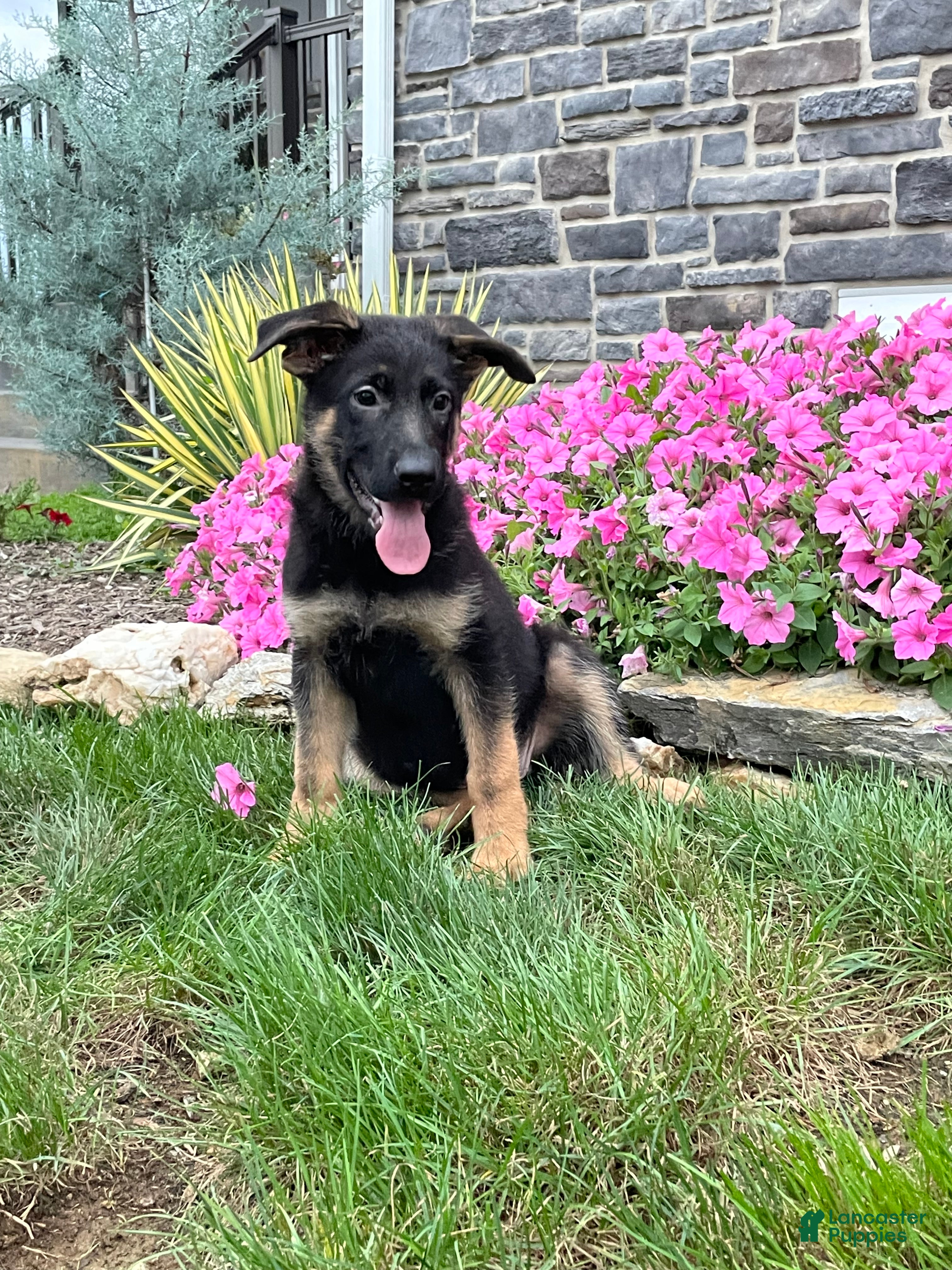 German Shepherd dogs for sale: Kasey - Ad 2
