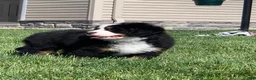 Bernese Mountain Dog dogs for sale: SweetPea - Ad 12