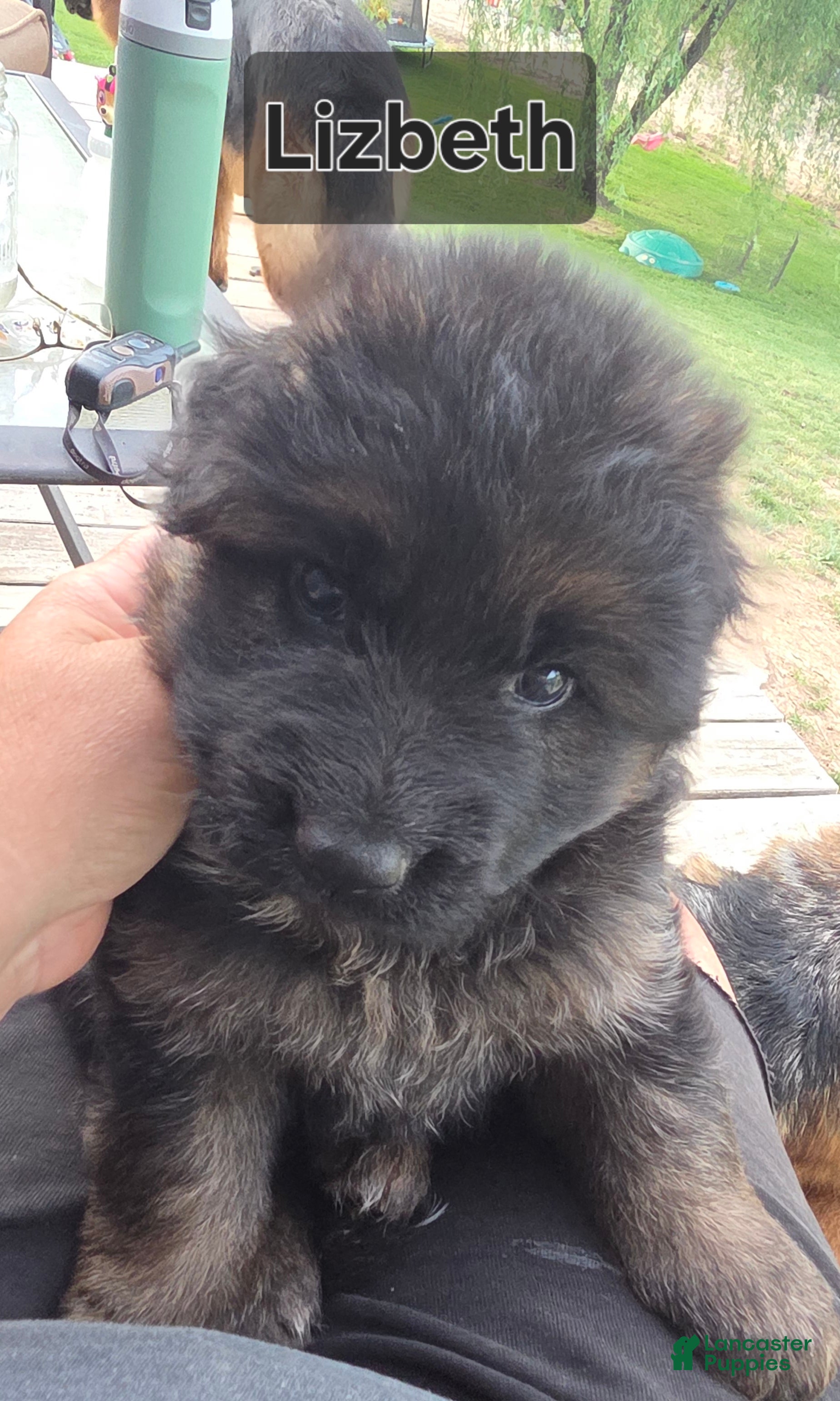 German Shepherd dogs German Shepherd Puppy 5 - Ad 1