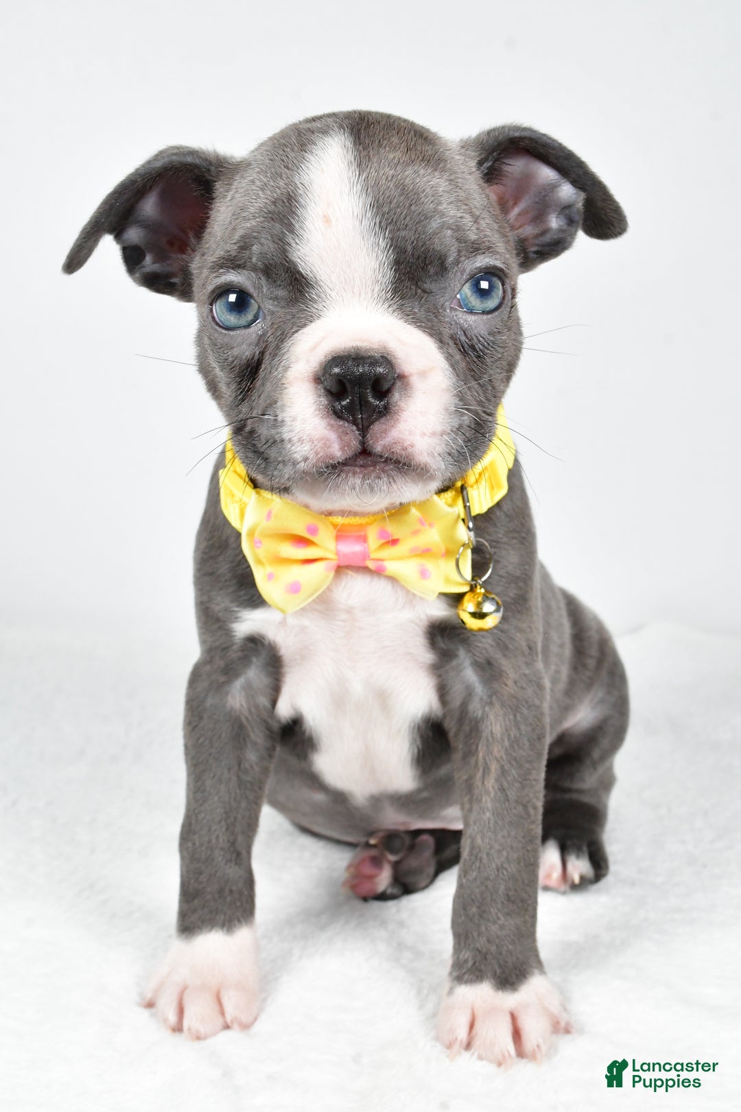 Boston Terrier dogs for sale: Wells - Ad 6