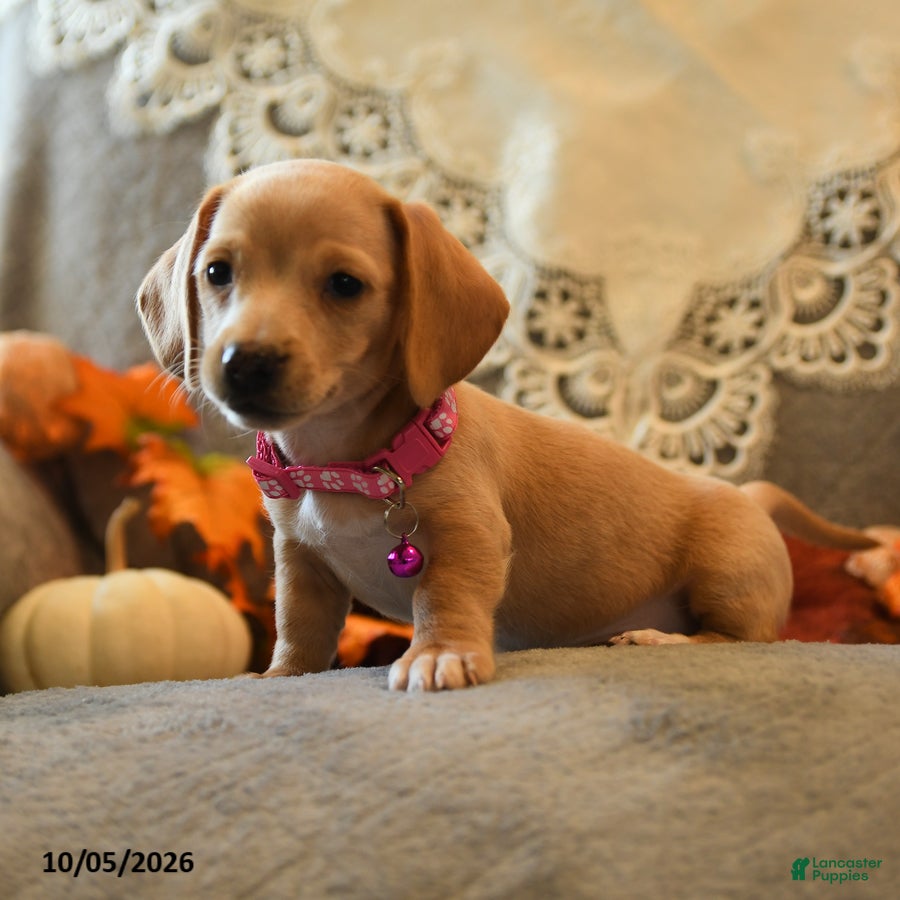 Sugarcube (Dachshund, Female) in Ephrata, PA