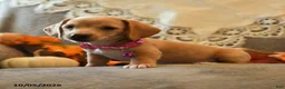 Miniature Dachshund dogs for sale: Sugarcube - Ad 1