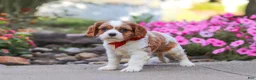 Cavalier King Charles Spaniel dogs for sale: Luca - Ad 4