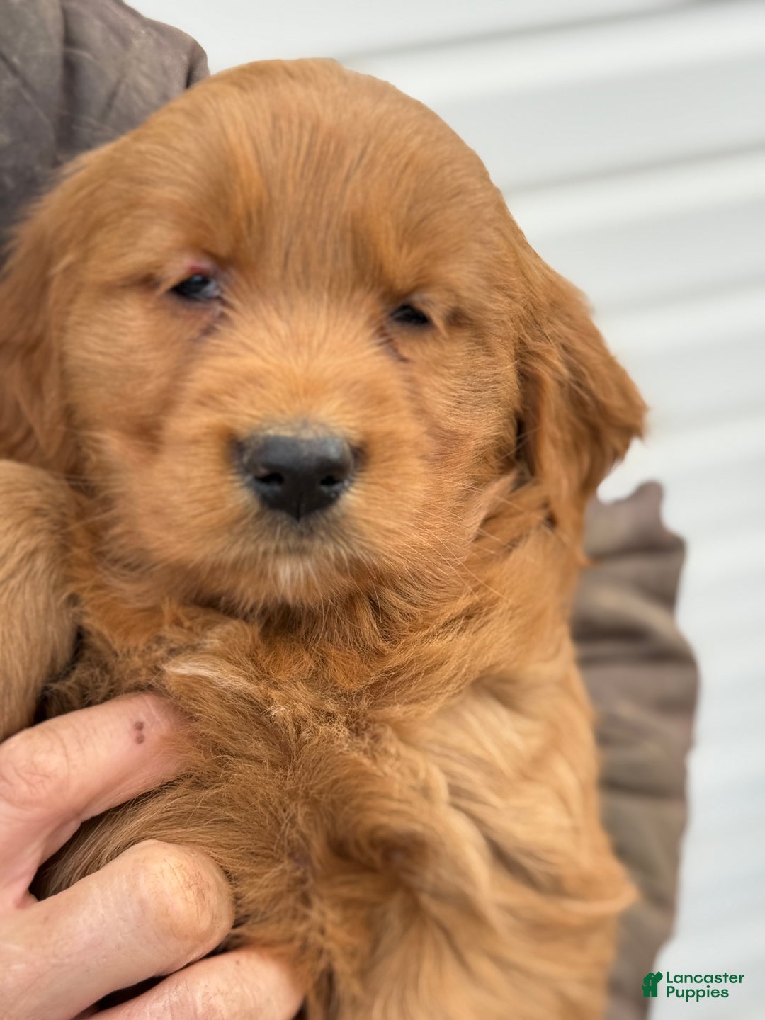 Goldendoodle dogs for sale: Bunnie - Ad 8