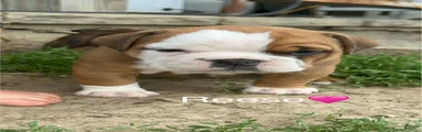 Reese