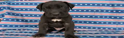 Great Dane dogs for sale: Philip Great Dane  - Ad 6