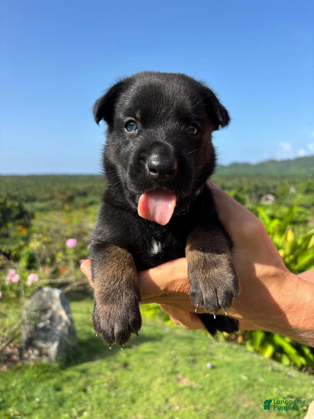 Belgian Malinois dogs for sale: Belgian Malinois 5 (Neo) - Ad 2