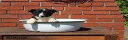 Mixed Breed dogs for sale: Corbin - Ad 7