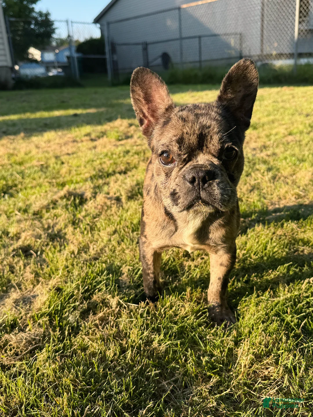 French Bulldog dogs for sale: Stormi - Ad 2