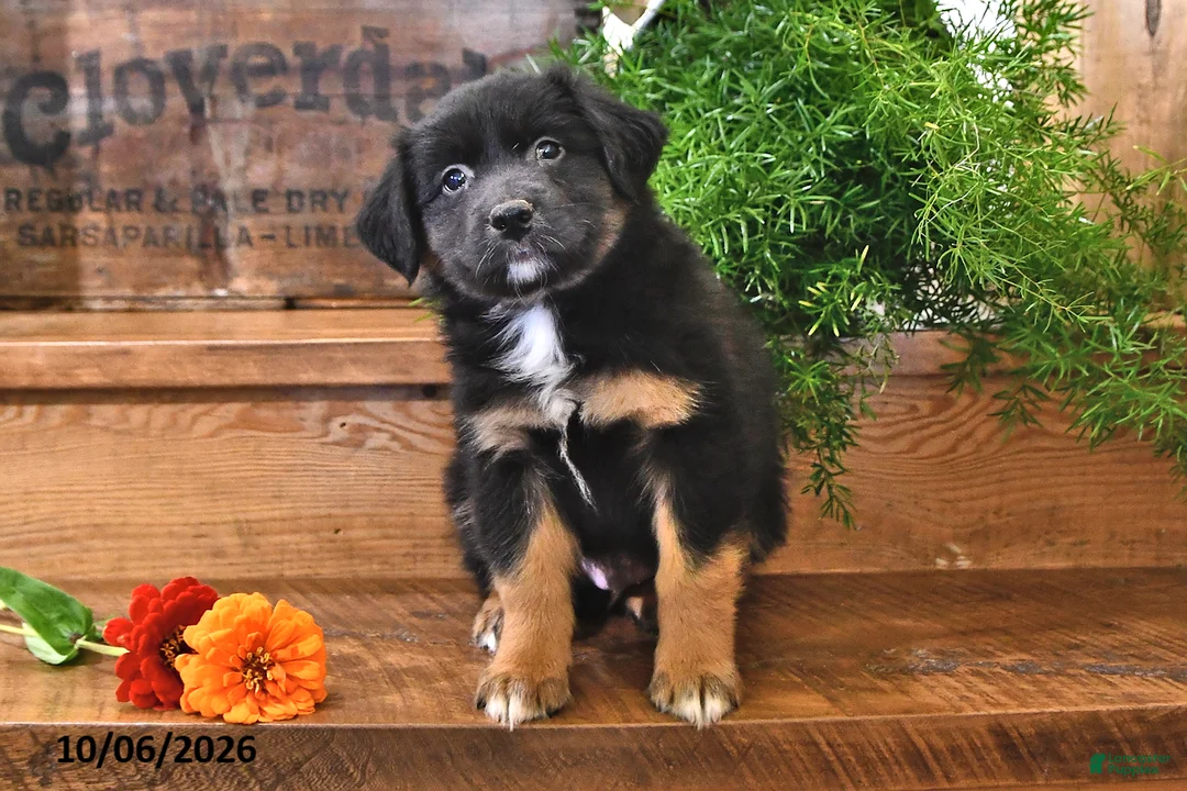 Australian Shepherd dogs for sale: Razor - Ad 2