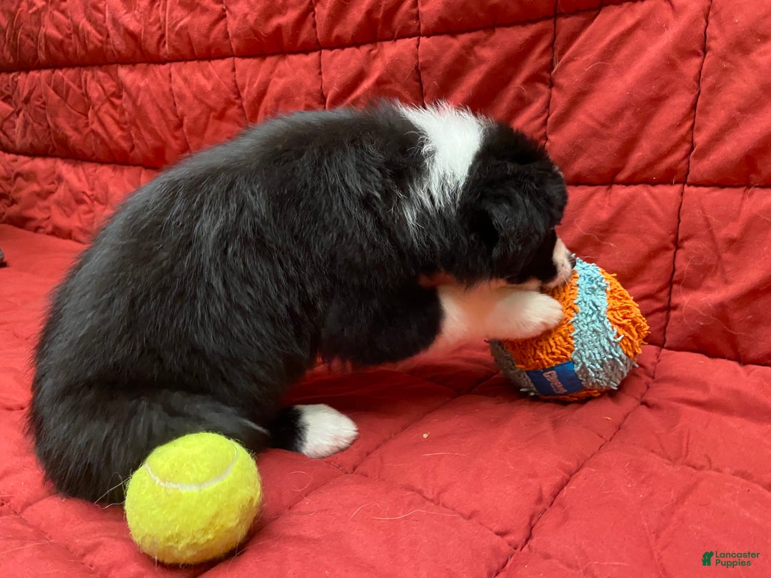 Border Collie dogs for sale: Eddie - Ad 4