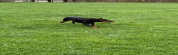 Doberman Pinscher dogs for sale: Doberman Pinscher Puppy 1 - Ad 6