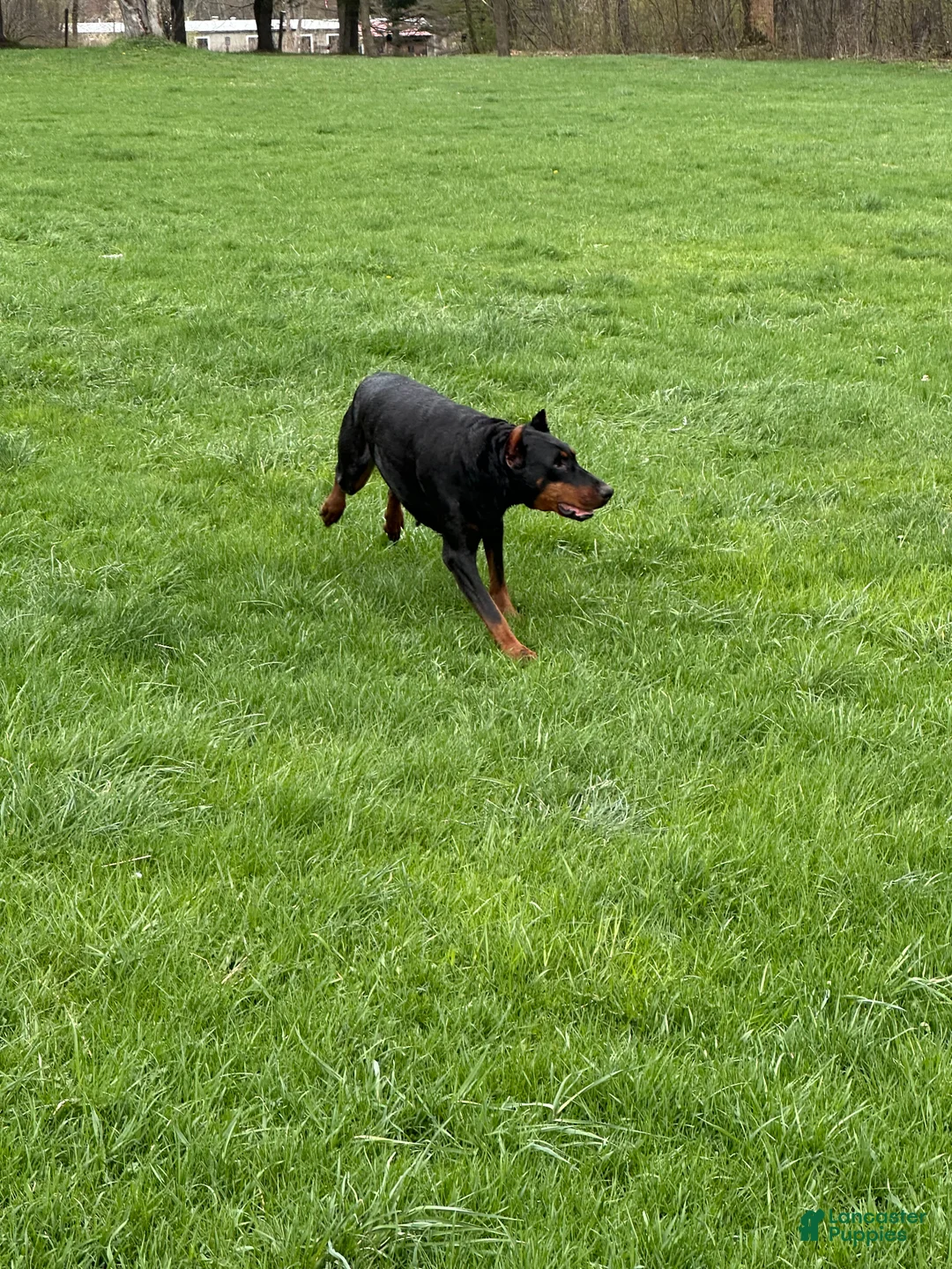 Doberman Pinscher dogs for sale: Doberman Pinscher Puppy 1 - Ad 6