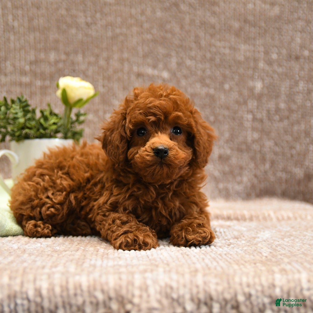 Toy Poodle dogs for sale: Lucky - Ad 5