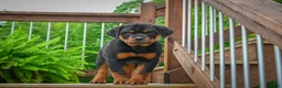Rottweiler dogs for sale: Baron🐾💙 - Ad 5