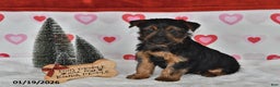 Yorkshire Terrier dogs for sale: Abe  - Ad 3