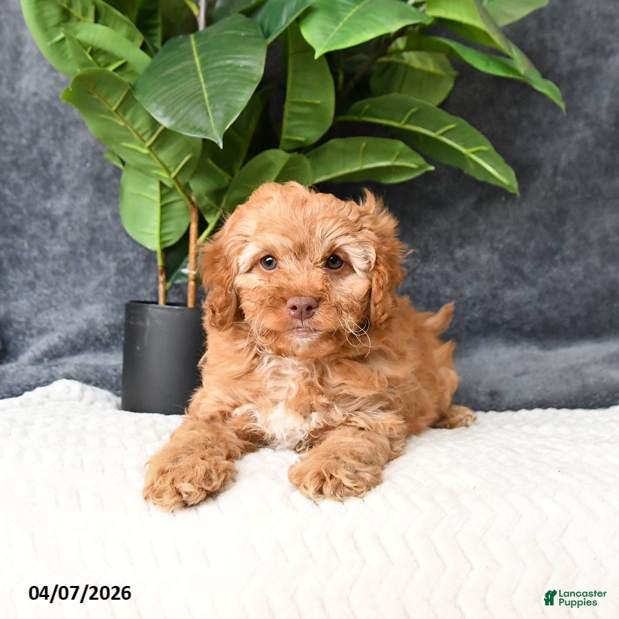 Cavapoo dogs Bailey - Ad 1