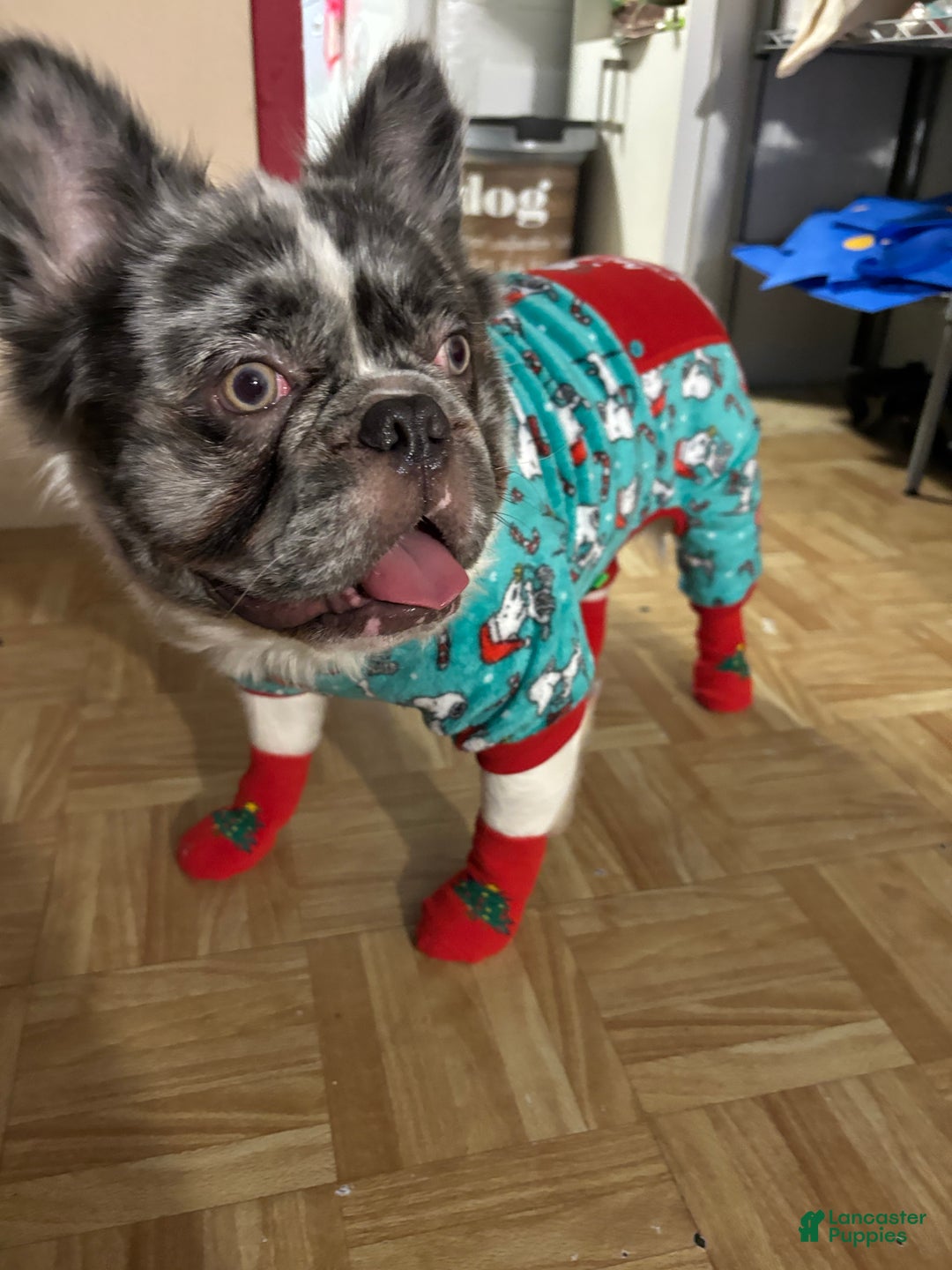 French Bulldog dogs for stud: Leo Andujar - Ad 7