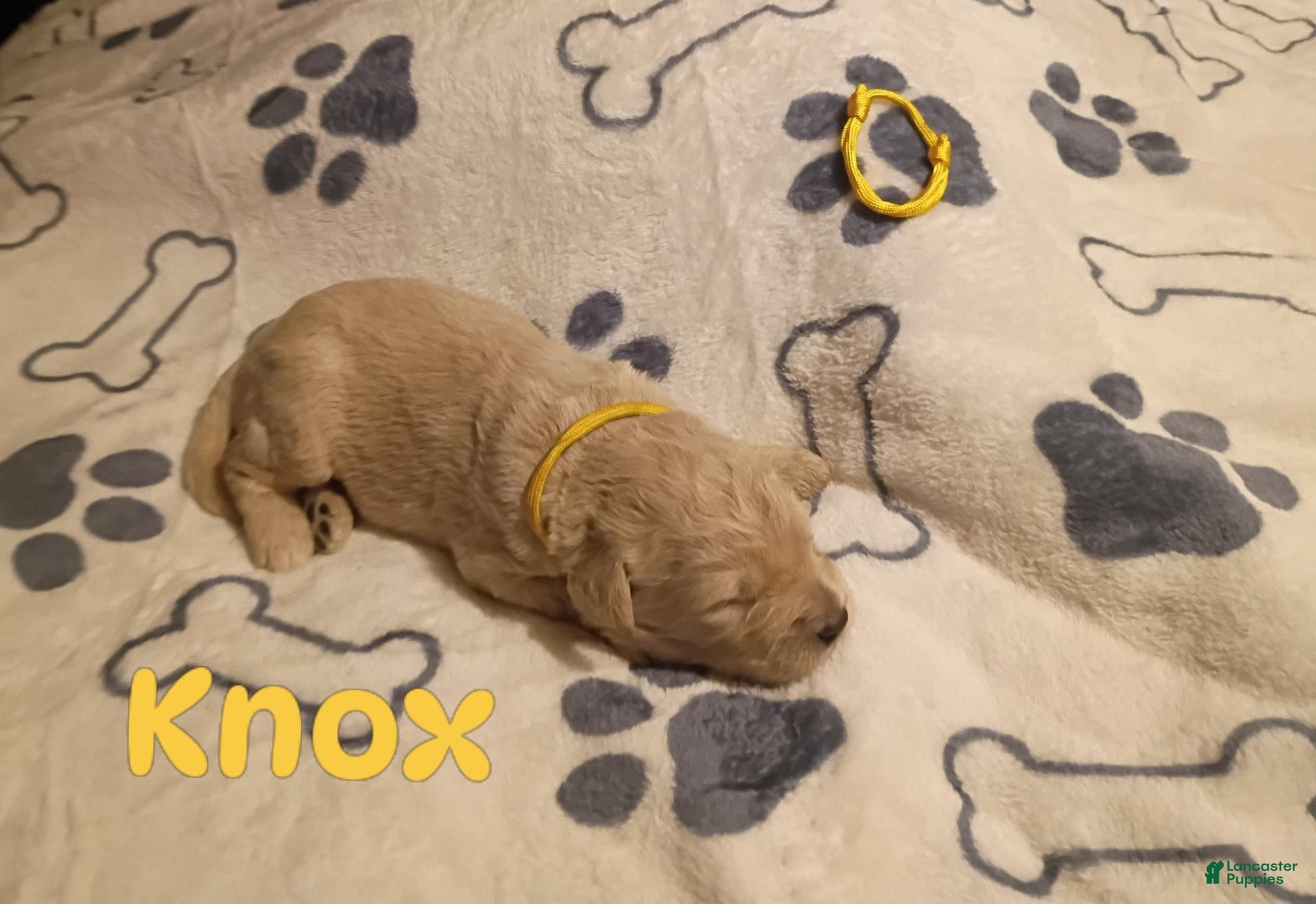 Mixed Breed dogs for sale: Mixed Breed 5 - Ad 23