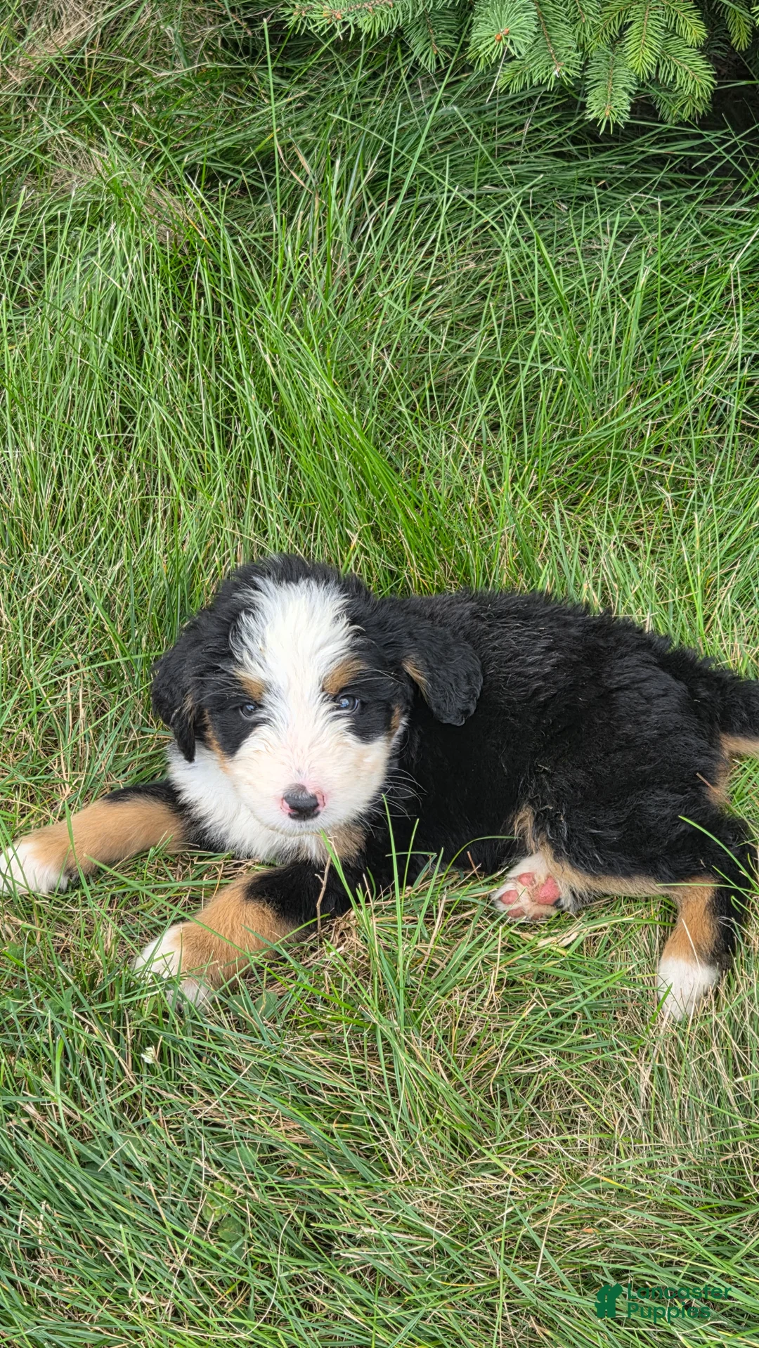 Bernedoodle dogs for sale: Bernedoodle Blue - Ad 7