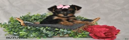 Yorkshire Terrier dogs for sale: Duchess - Ad 2