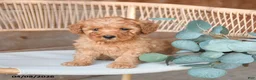 Mini Bernedoodle dogs for sale: Macaron - Ad 4