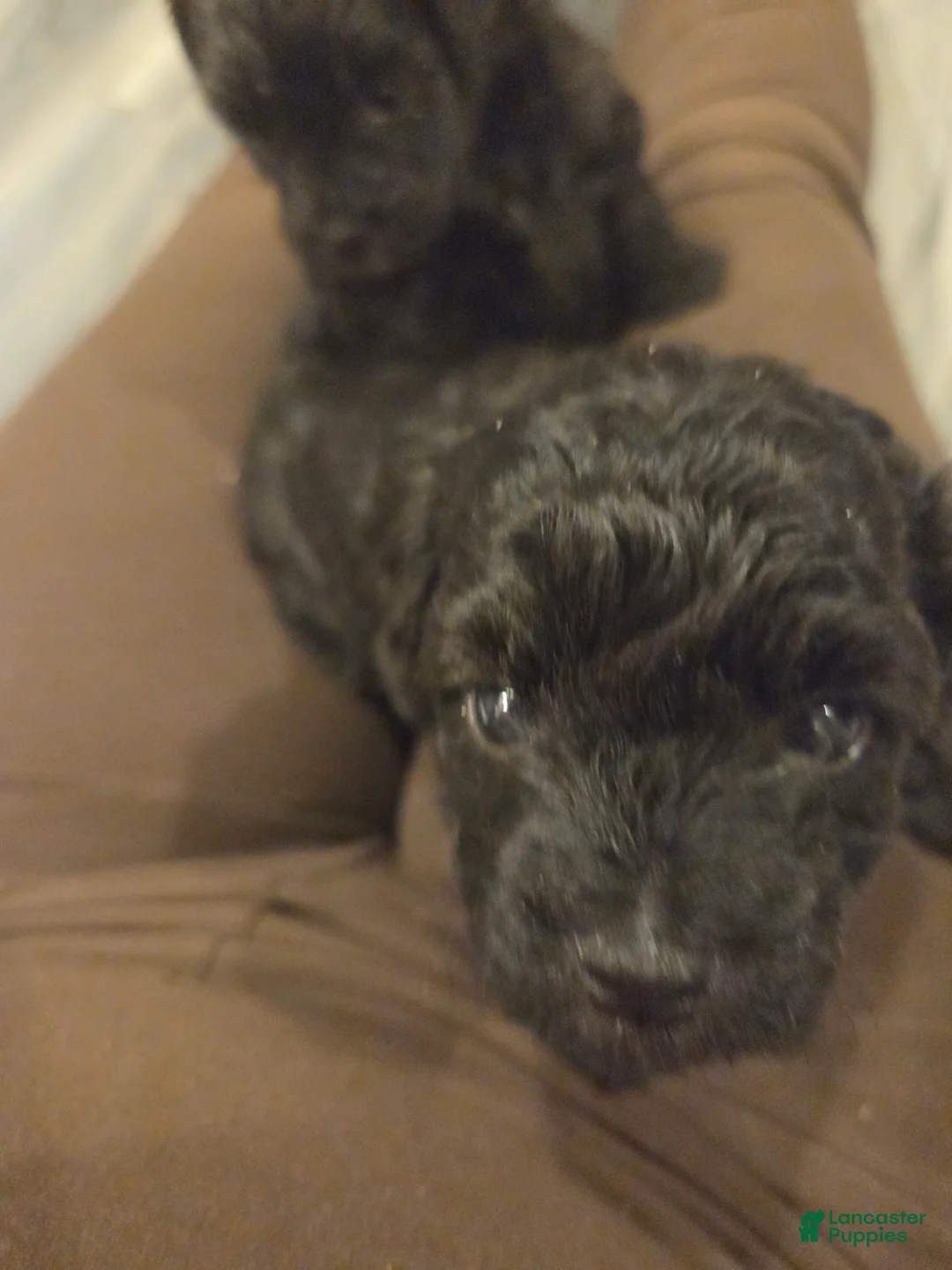 Shihpoo dogs for sale: Sugar - Ad 1