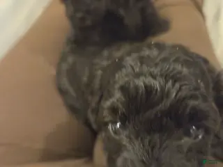 Shihpoo dogs for sale: Sugar - Ad 1