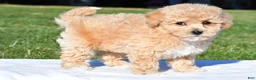 Bichpoo dogs for sale: mila - Ad 2