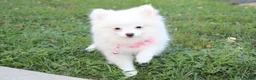 Pomeranian dogs for sale: Bianca  - Ad 7