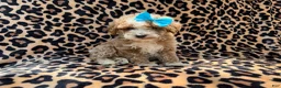 Cockapoo dogs for sale: Fancy - Ad 7
