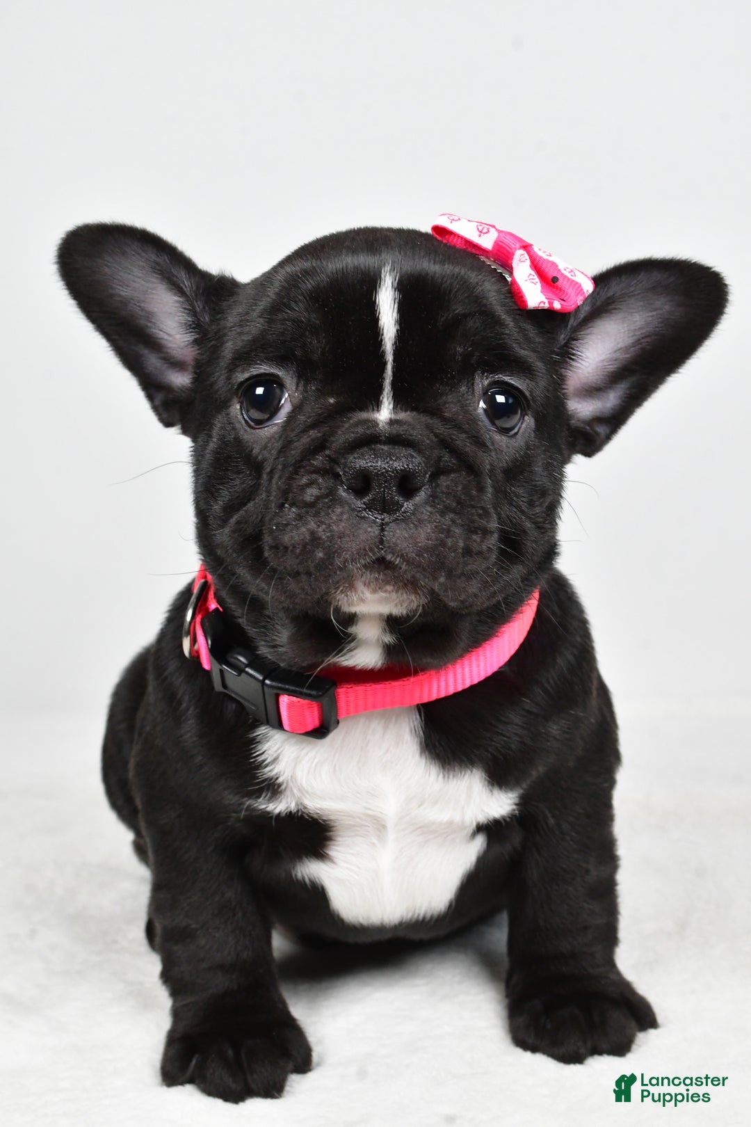 Mixed Breed dogs for sale: Layla - Ad 2