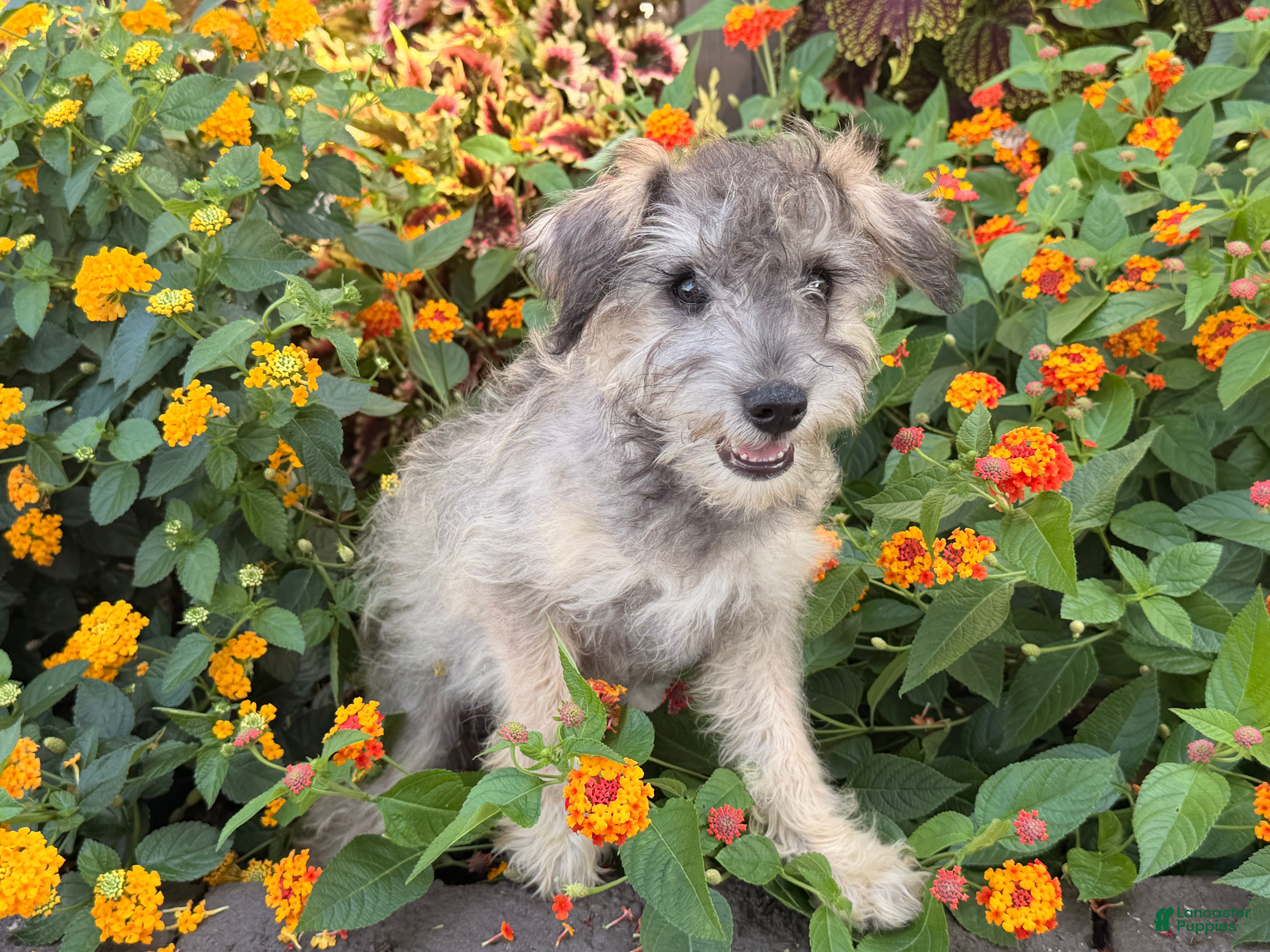 Schnoodle dogs for sale: Mitch  - Ad 1