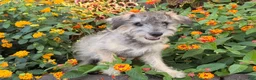 Schnoodle dogs for sale: Mitch  - Ad 1