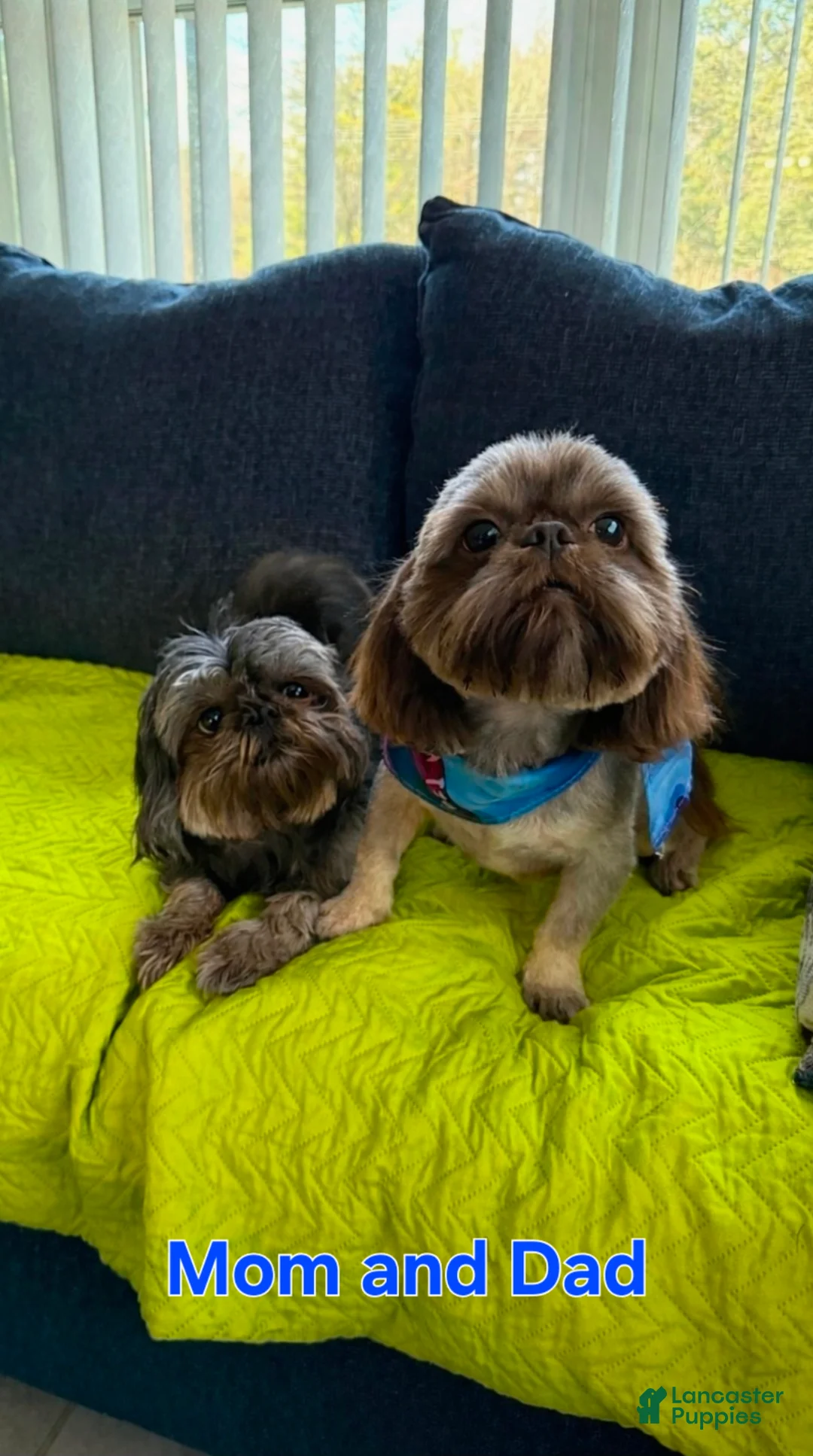 Shih Tzu dogs for sale: Shih Tzu Puppy 1 - Ad 8