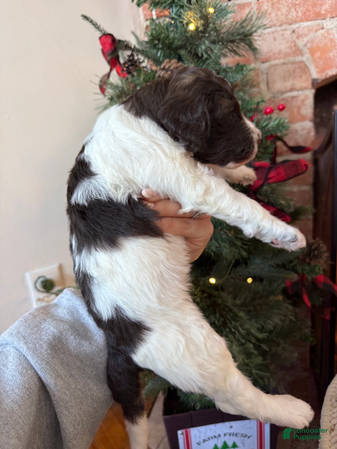 Mixed Breed dogs for sale: Phil - Ad 3