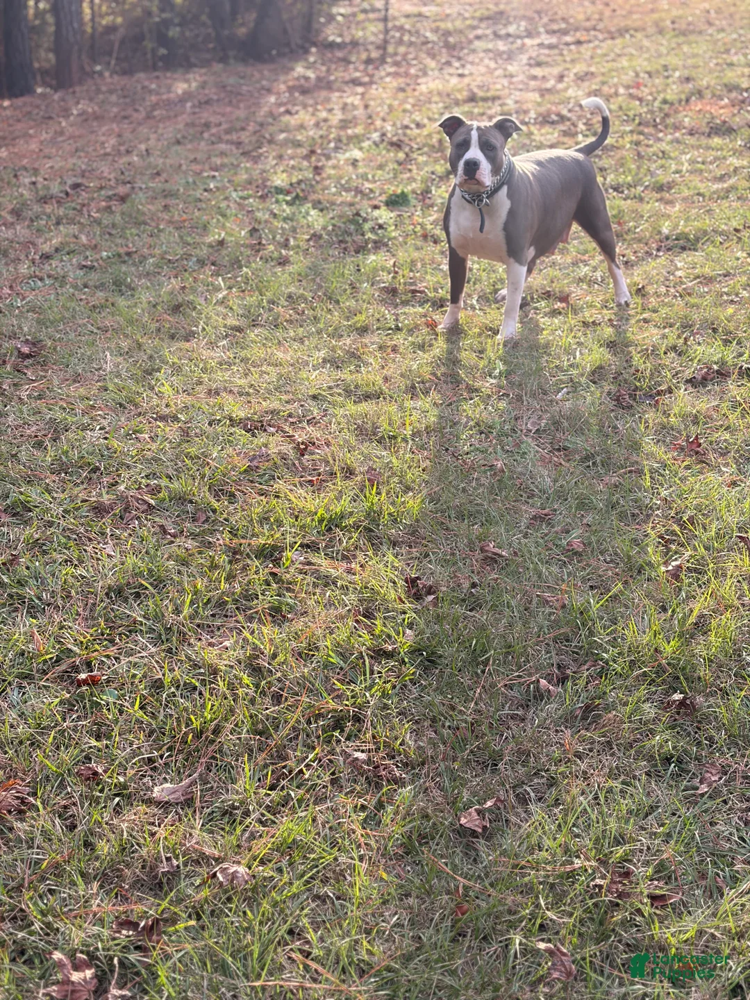 Mixed Breed dogs for sale: Mixed Breed Puppy 6 - Ad 2