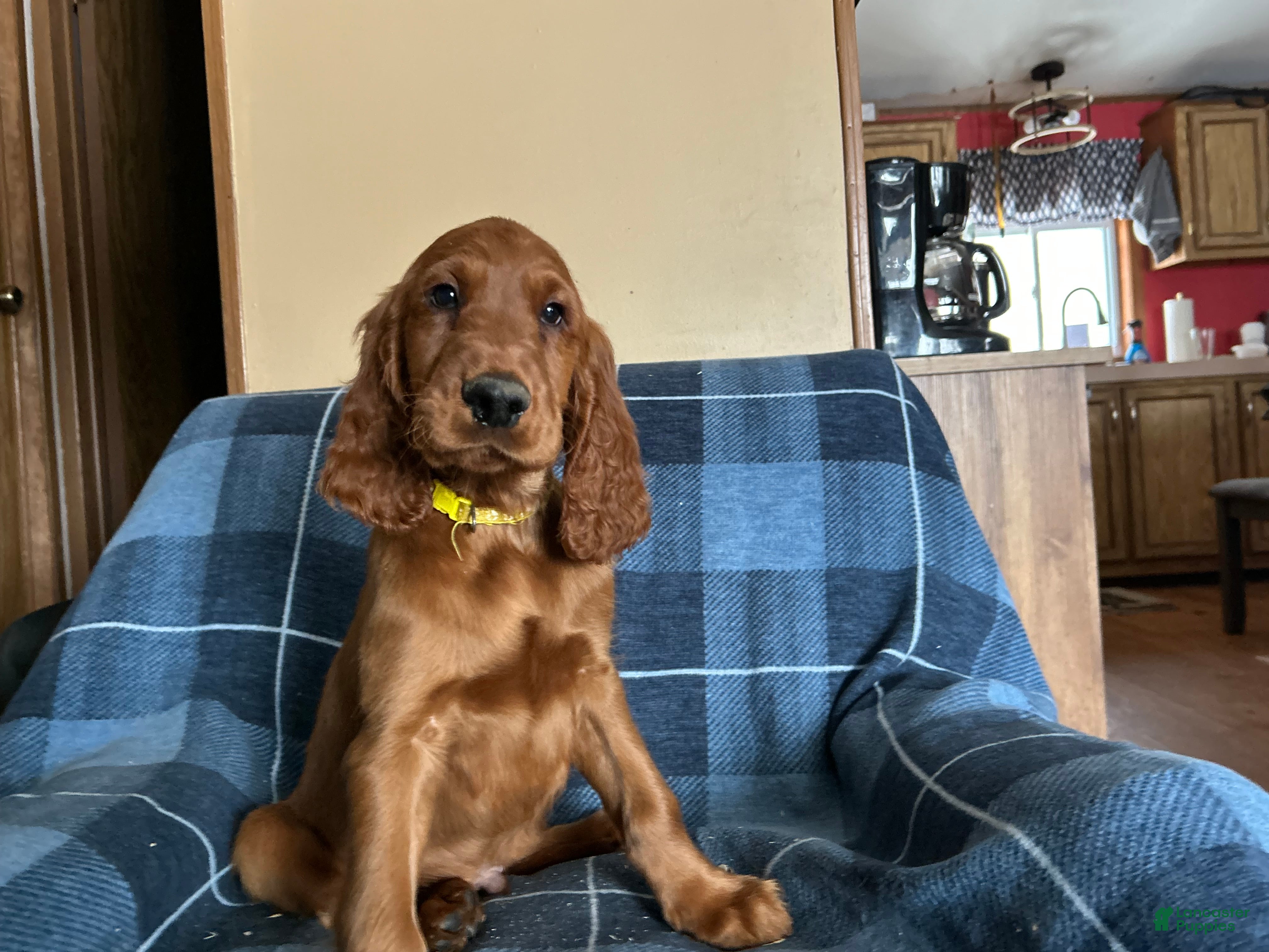 Irish Setter dogs Irish Setter male yellow collar - Ad 39