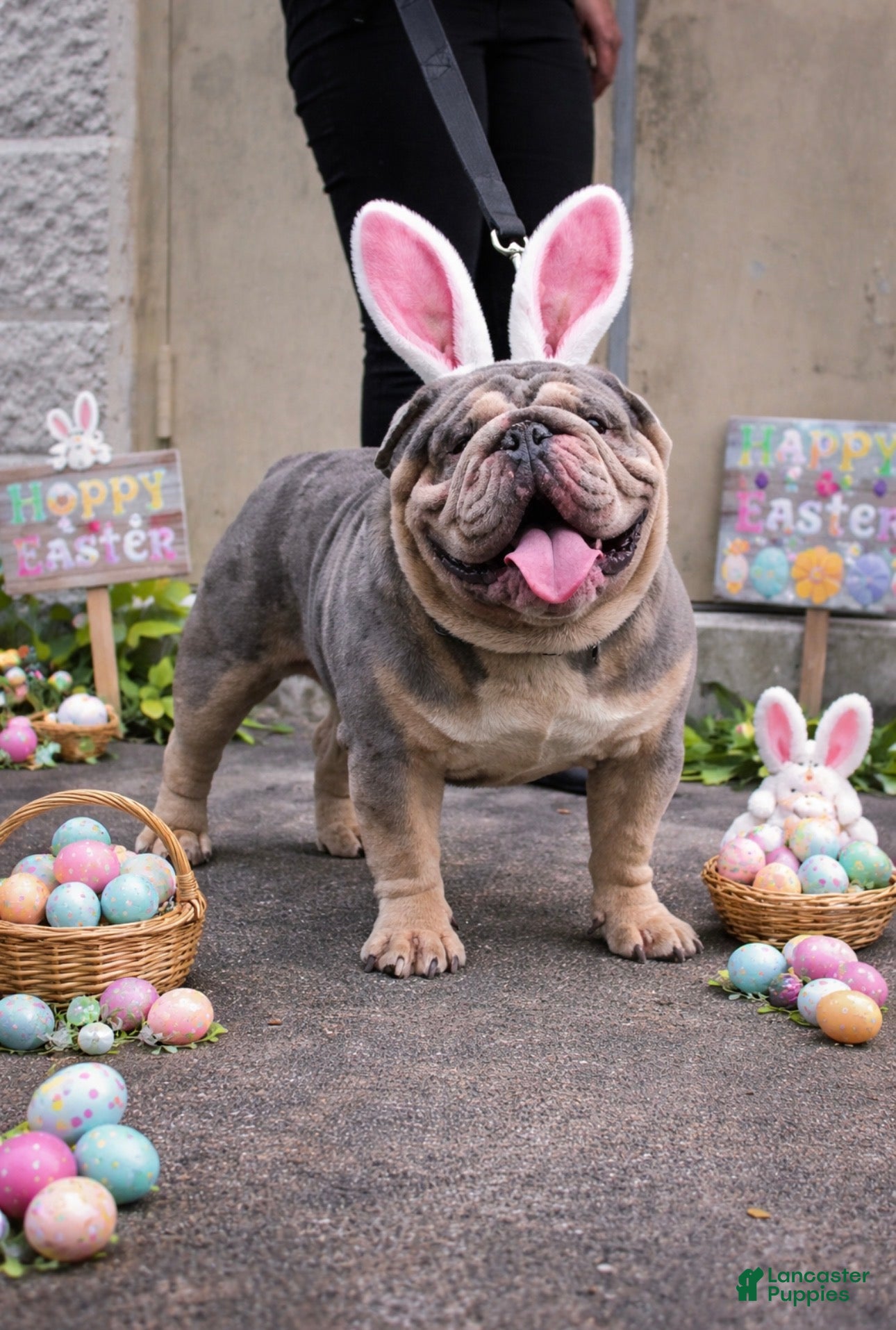 English Bulldog dogs Dart  - Ad 1