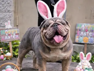 English Bulldog dogs for stud: Dart - Ad 1