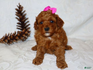 Miniature Poodle dogs - Ad 41