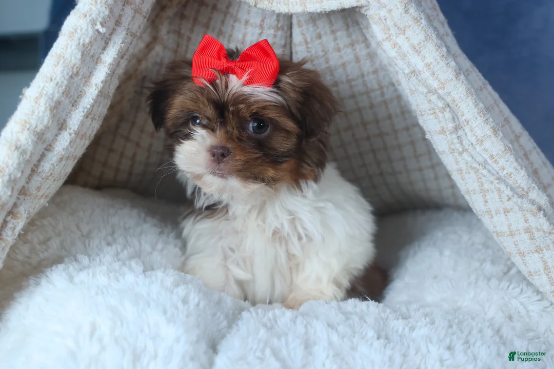 Shih Tzu dogs for sale: FINN - Ad 3