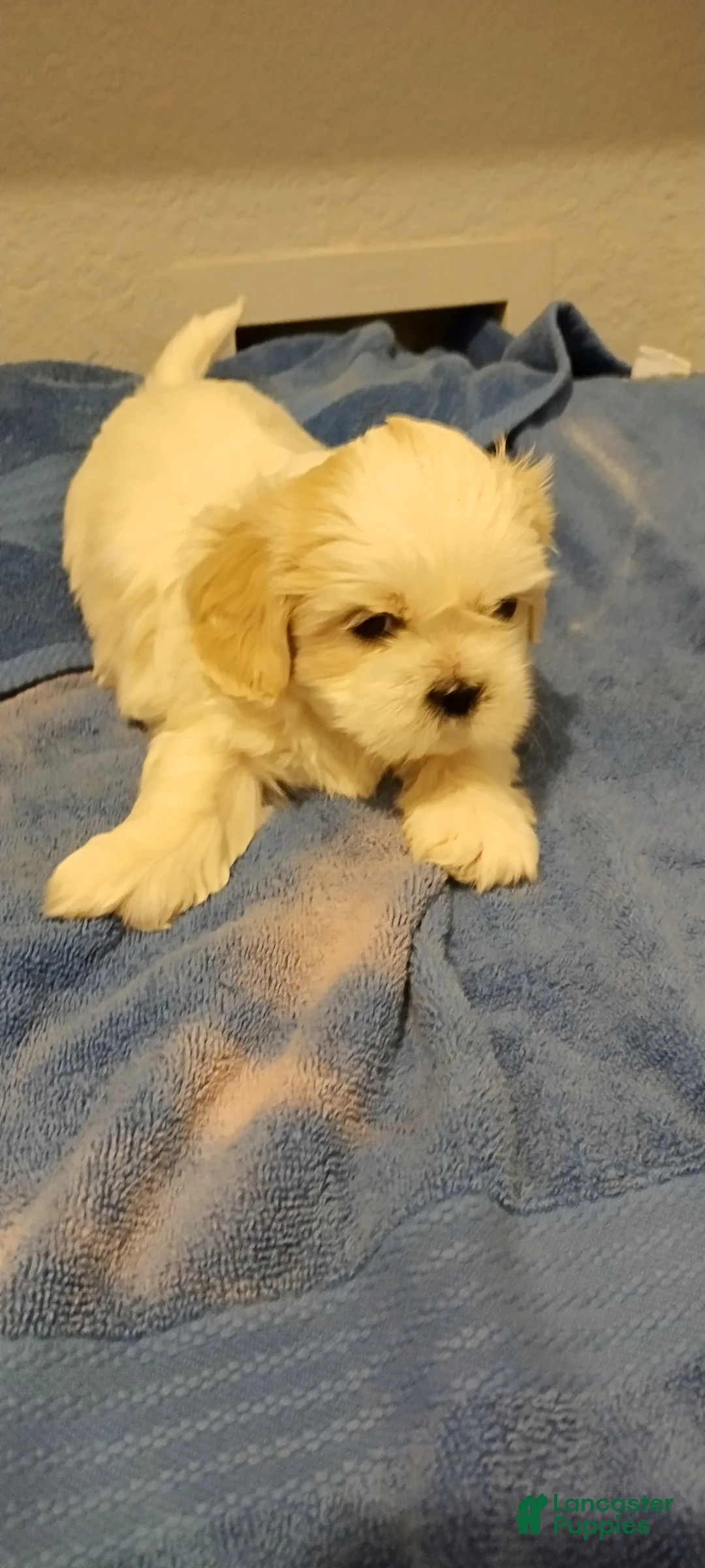Shih Tzu dogs for sale: Shih Tzu Puppy 2 - Ad 1