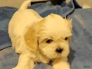 Shih Tzu dogs Shih Tzu Puppy 2 - Ad 9