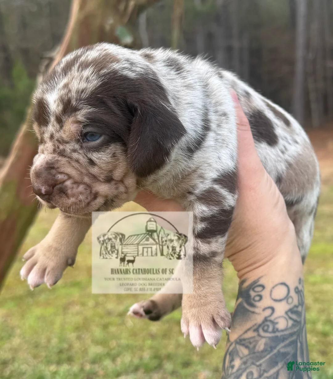 Catahoula Leopard Dog dogs for sale: Boy 1 - Ad 1