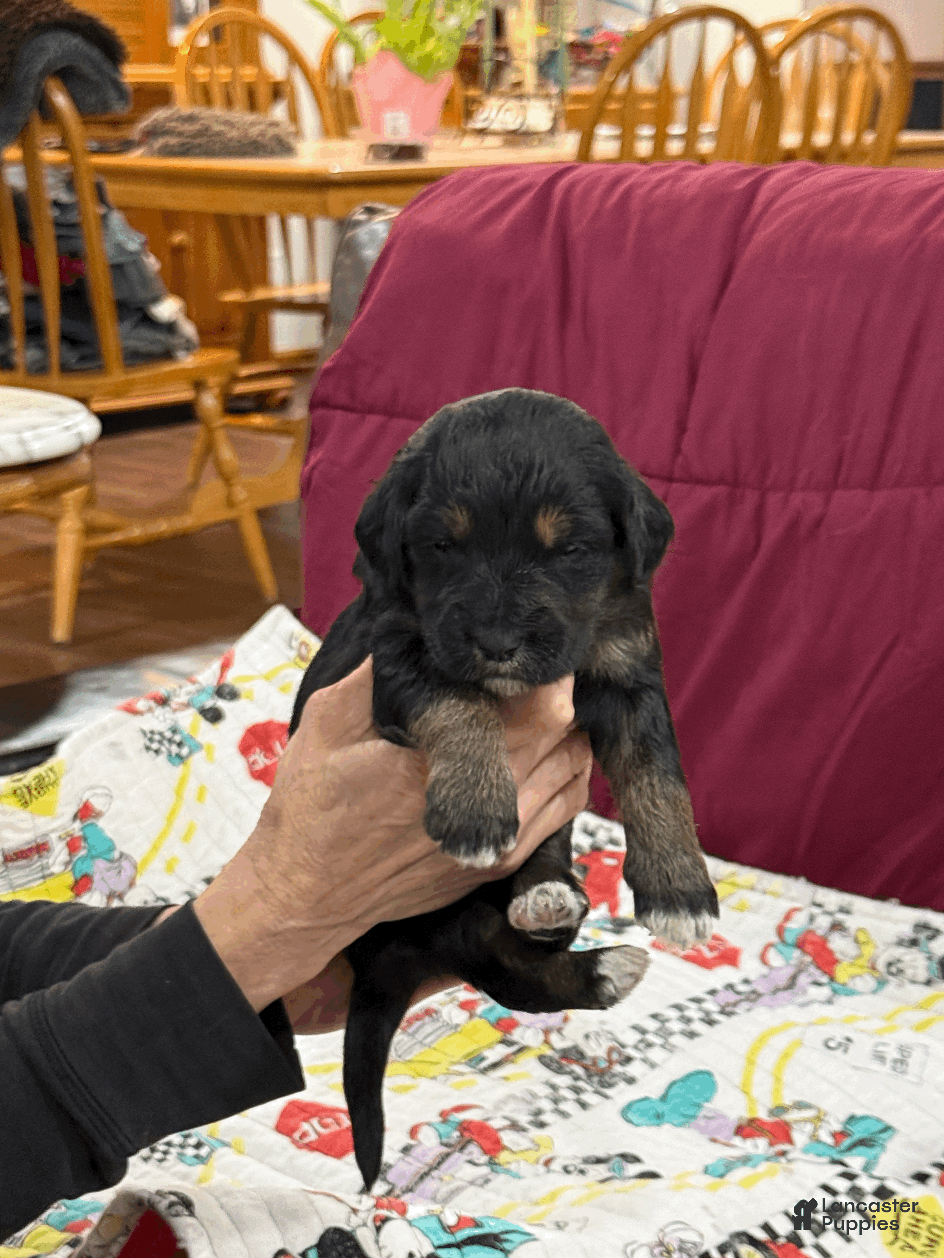 Goldendoodle dogs Purple - Ad 1