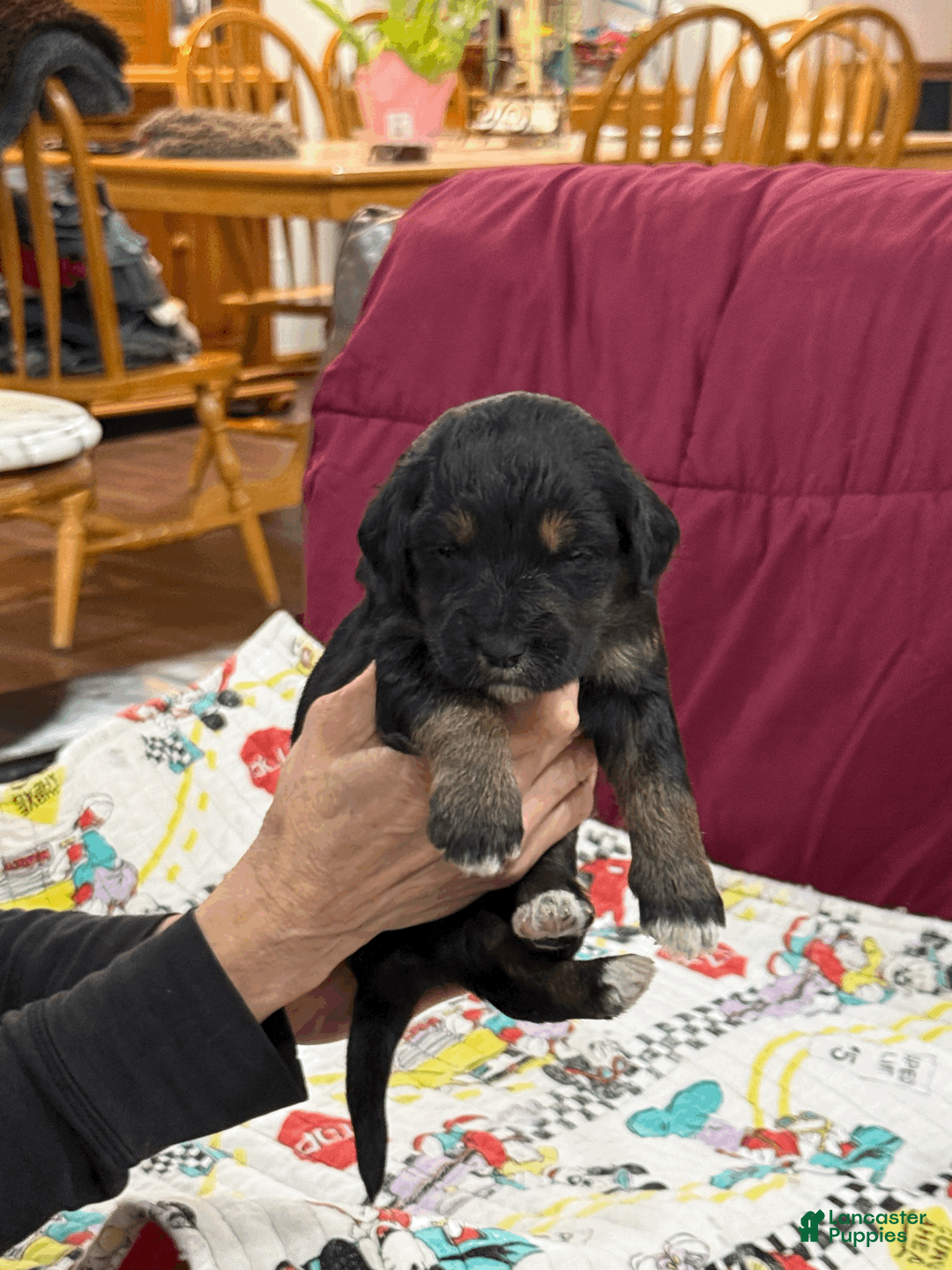 Goldendoodle dogs for sale: Purple - Ad 1